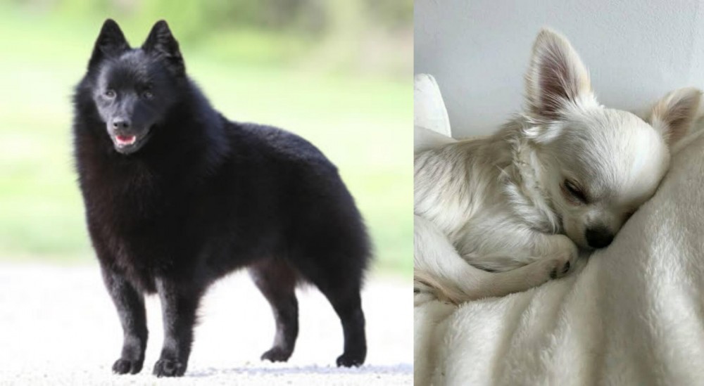 Tea Cup Chihuahua vs Schipperke - Breed Comparison