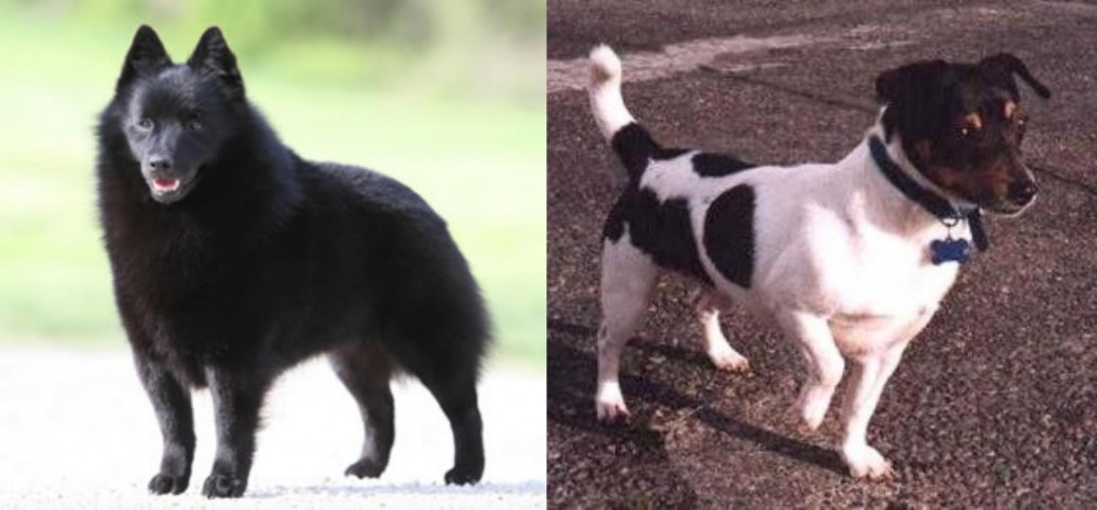 Teddy Roosevelt Terrier vs Schipperke - Breed Comparison