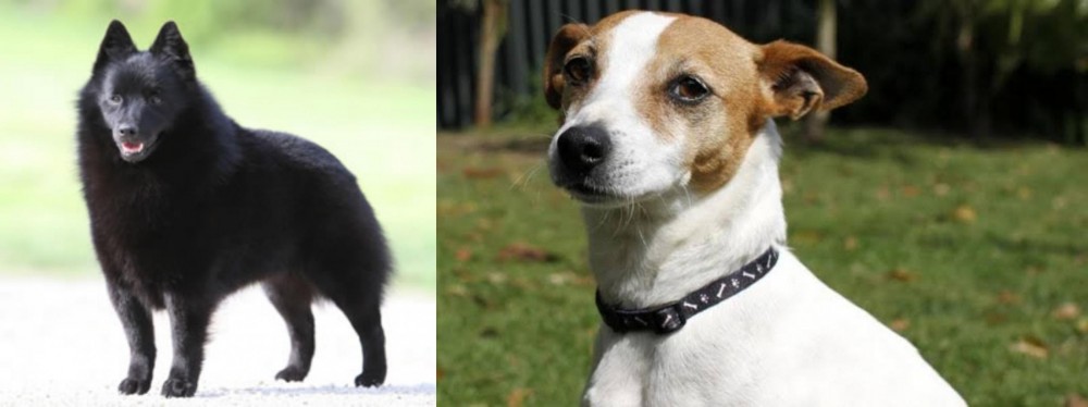 Tenterfield Terrier vs Schipperke - Breed Comparison