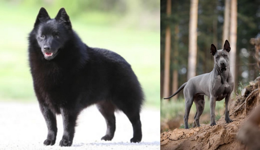 Thai Ridgeback vs Schipperke - Breed Comparison