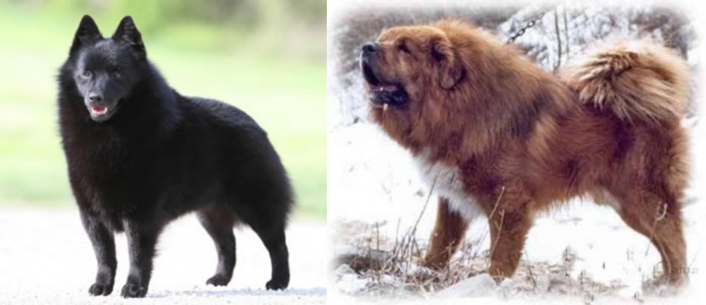 Tibetan Kyi Apso vs Schipperke - Breed Comparison