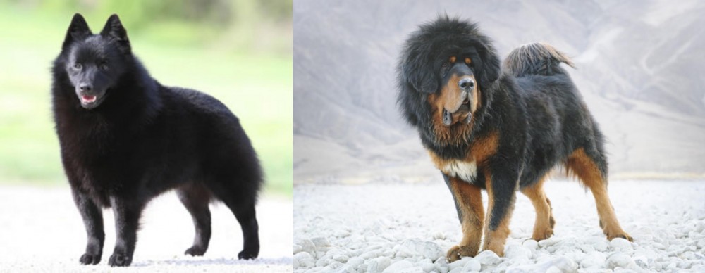 Tibetan Mastiff vs Schipperke - Breed Comparison