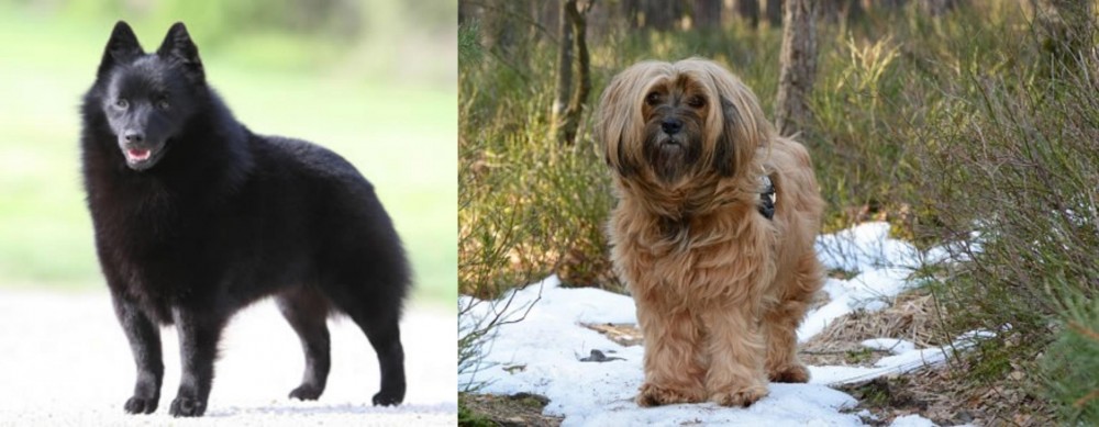 Tibetan Terrier vs Schipperke - Breed Comparison