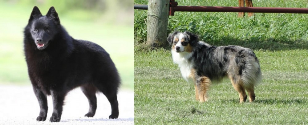 Toy Australian Shepherd vs Schipperke - Breed Comparison