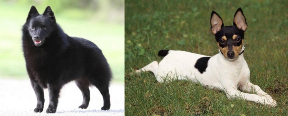 Toy Fox Terrier vs Schipperke - Breed Comparison