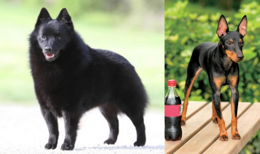 Toy Manchester Terrier vs Schipperke - Breed Comparison