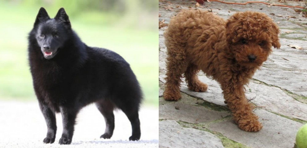 Toy Poodle vs Schipperke - Breed Comparison