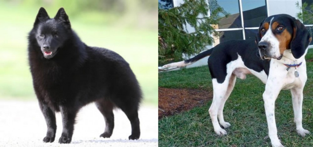 Treeing Walker Coonhound vs Schipperke - Breed Comparison