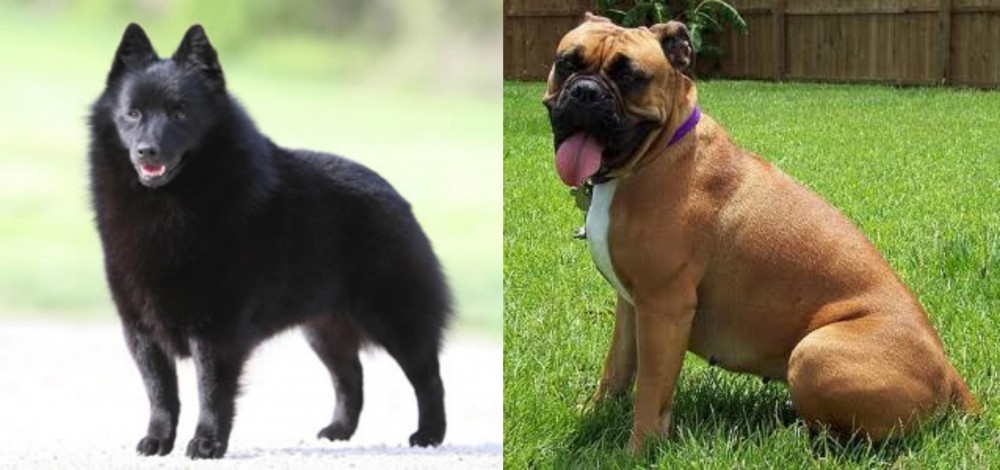 Valley Bulldog vs Schipperke - Breed Comparison