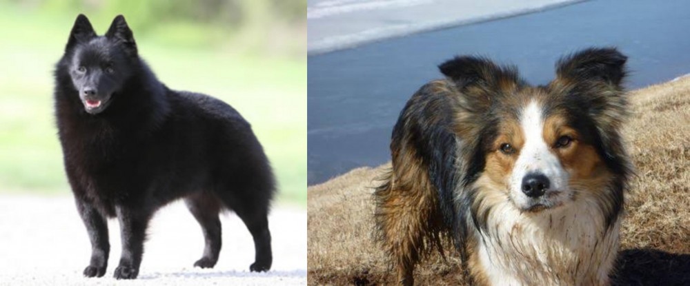 Welsh Sheepdog vs Schipperke - Breed Comparison
