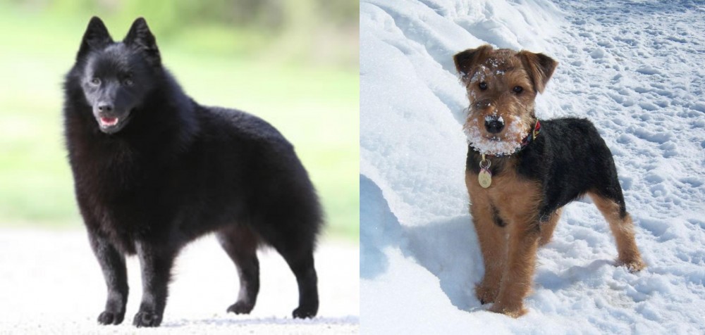 Welsh Terrier vs Schipperke - Breed Comparison