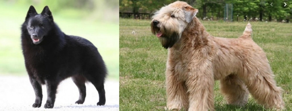 Wheaten Terrier vs Schipperke - Breed Comparison