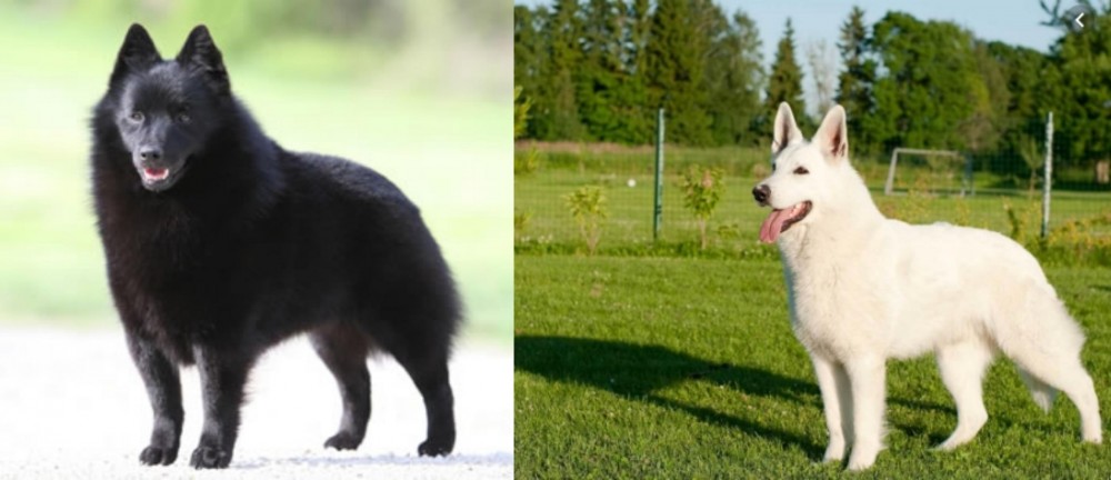 White Shepherd vs Schipperke - Breed Comparison