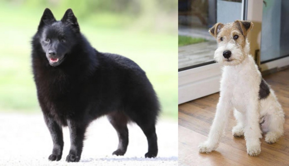 Wire Fox Terrier vs Schipperke - Breed Comparison