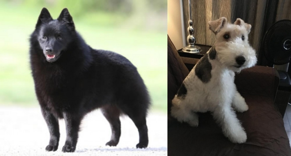 Wire Haired Fox Terrier vs Schipperke - Breed Comparison