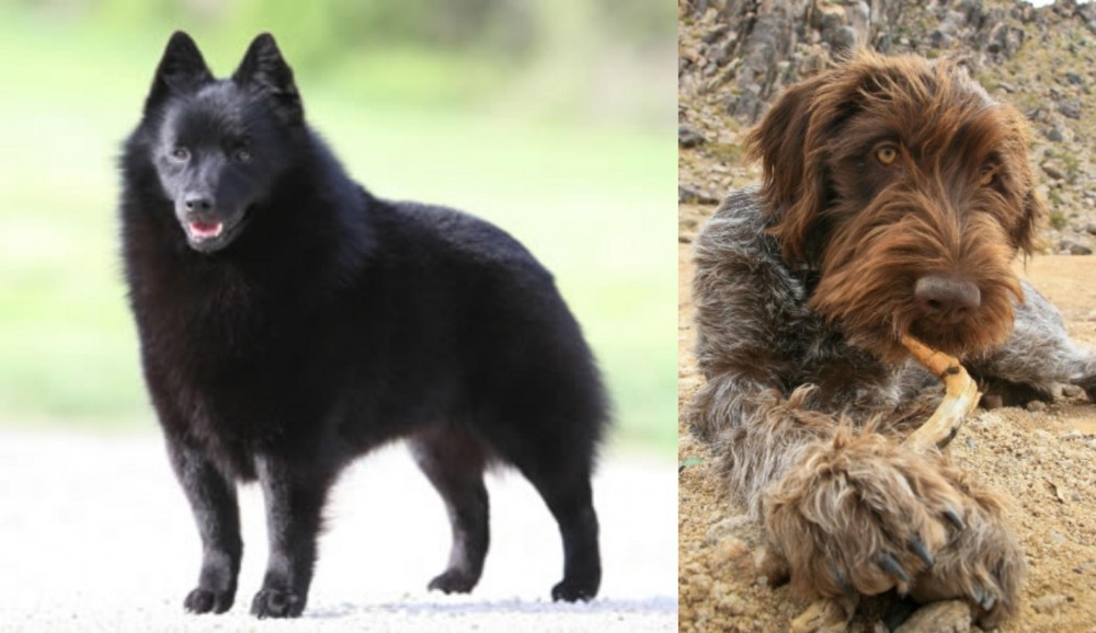 Wirehaired Pointing Griffon vs Schipperke - Breed Comparison