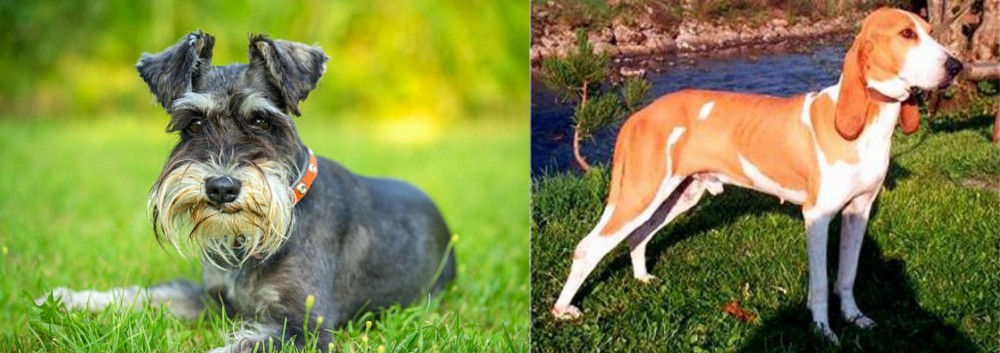 Schweizer Laufhund vs Schnauzer - Breed Comparison