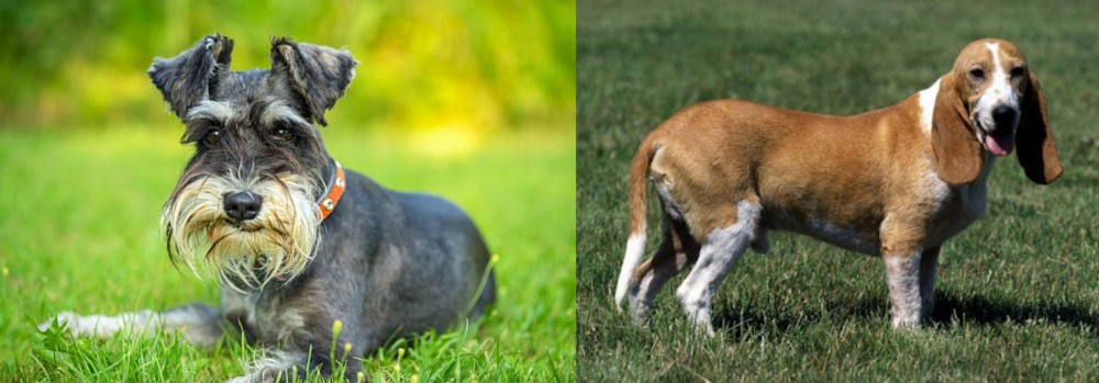 Schweizer Niederlaufhund vs Schnauzer - Breed Comparison
