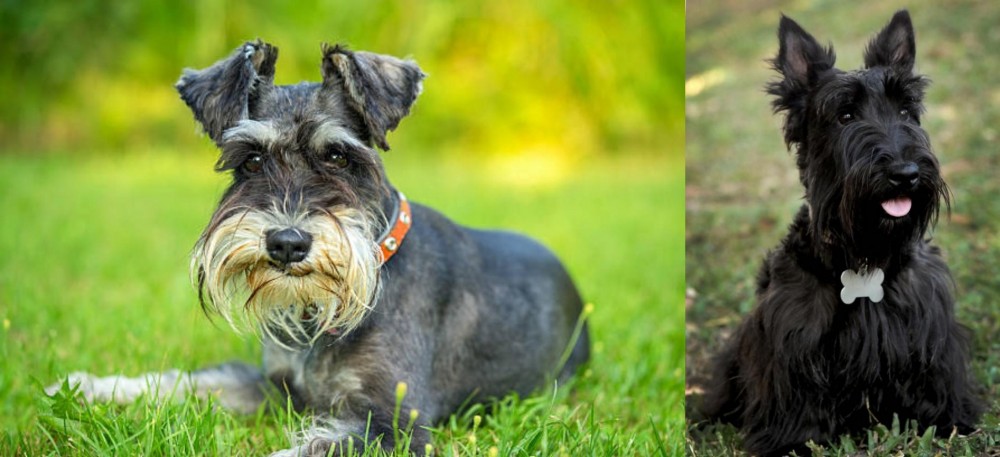 Scoland Terrier vs Schnauzer - Breed Comparison