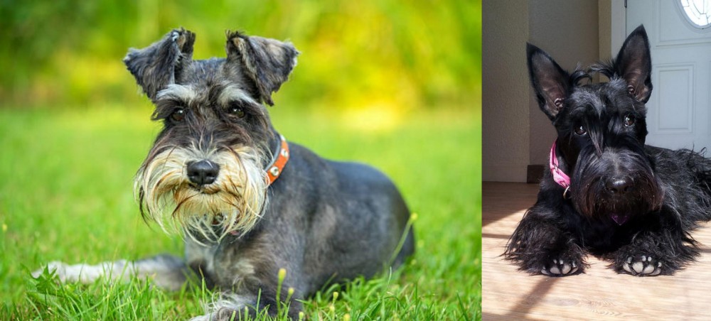 Scottish Terrier vs Schnauzer - Breed Comparison