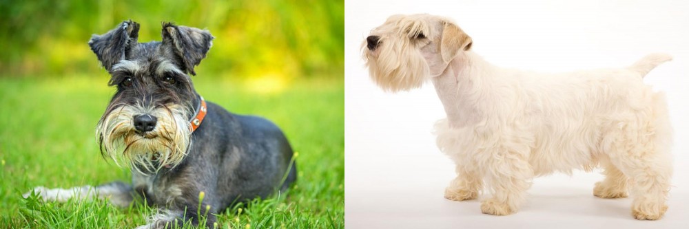 Sealyham Terrier vs Schnauzer - Breed Comparison