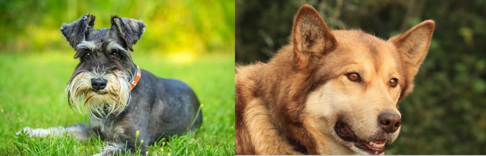 Seppala Siberian Sleddog vs Schnauzer - Breed Comparison