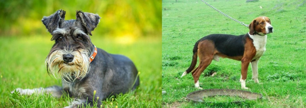 Serbian Tricolour Hound vs Schnauzer - Breed Comparison
