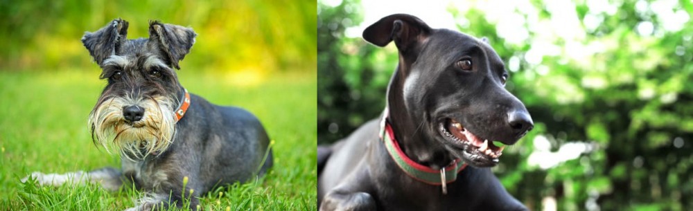 Shepard Labrador vs Schnauzer - Breed Comparison