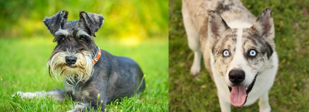 Shepherd Husky vs Schnauzer - Breed Comparison