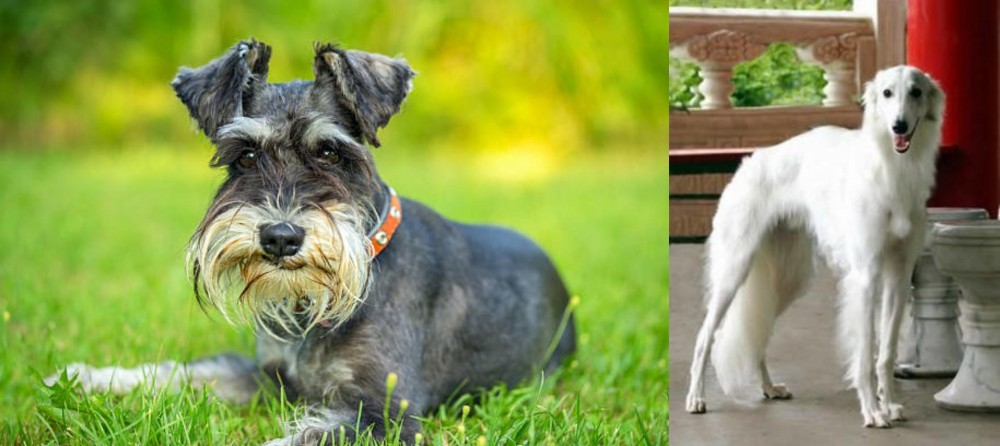 Silken Windhound vs Schnauzer - Breed Comparison
