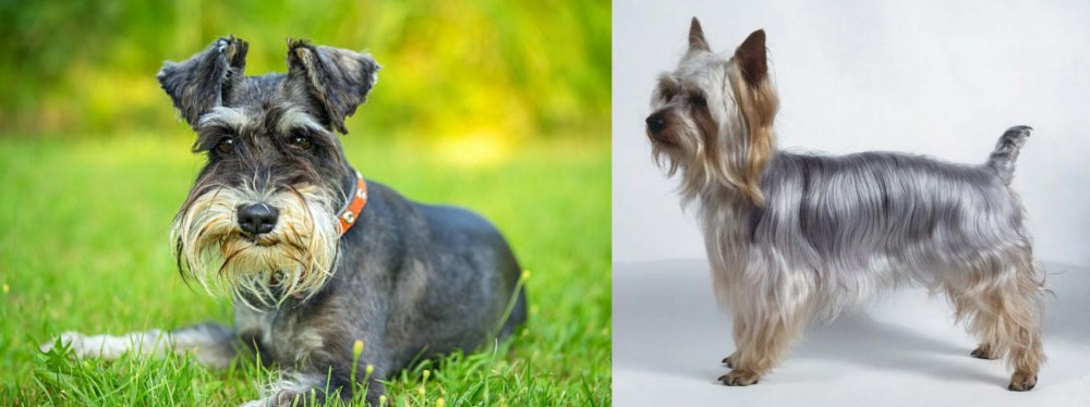 Silky Terrier vs Schnauzer - Breed Comparison