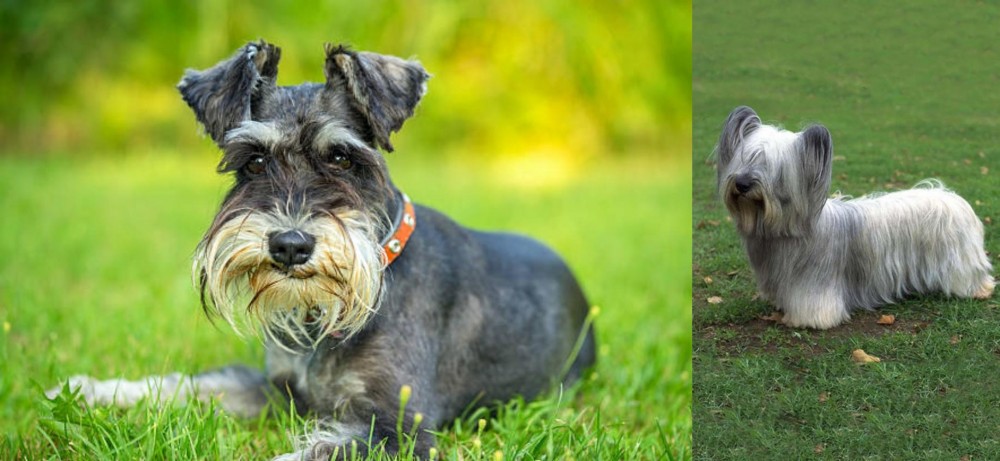 Skye Terrier vs Schnauzer - Breed Comparison