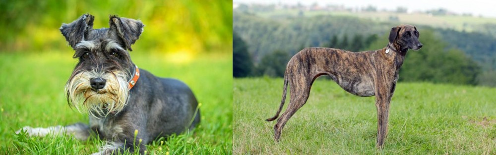 Sloughi vs Schnauzer - Breed Comparison