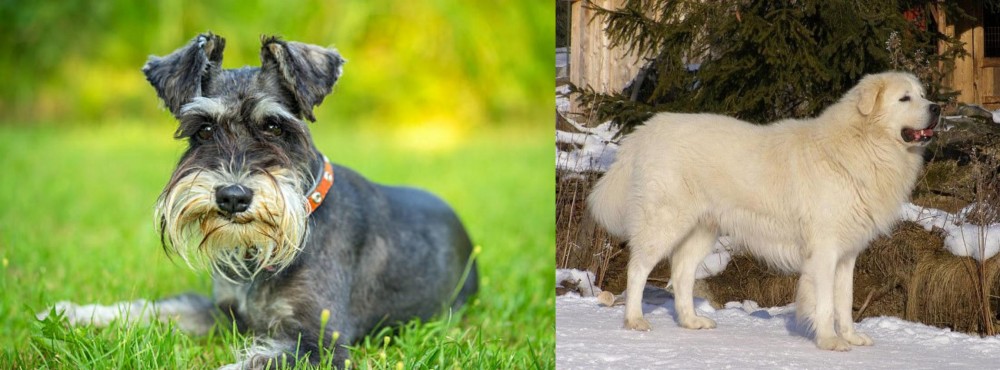 Slovak Cuvac vs Schnauzer - Breed Comparison