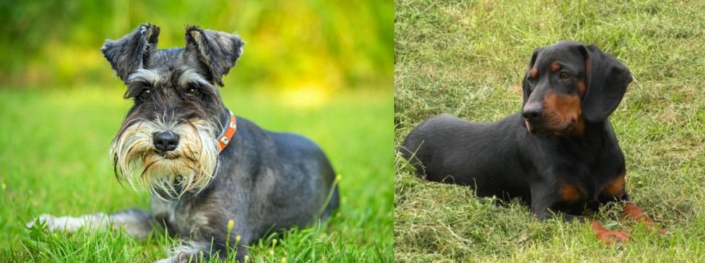 Slovakian Hound vs Schnauzer - Breed Comparison