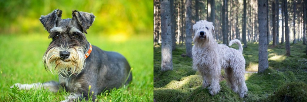 Soft-Coated Wheaten Terrier vs Schnauzer - Breed Comparison