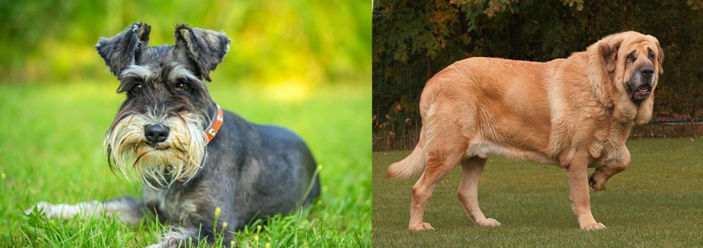 Spanish Mastiff vs Schnauzer - Breed Comparison