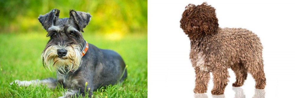 Spanish Water Dog vs Schnauzer - Breed Comparison