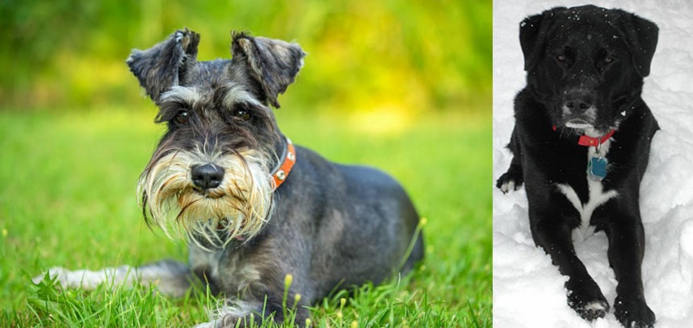St. John's Water Dog vs Schnauzer - Breed Comparison