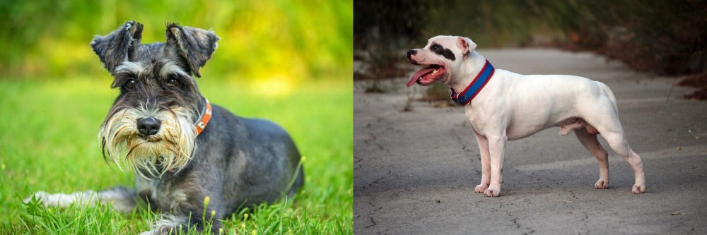 Staffordshire Bull Terrier vs Schnauzer - Breed Comparison