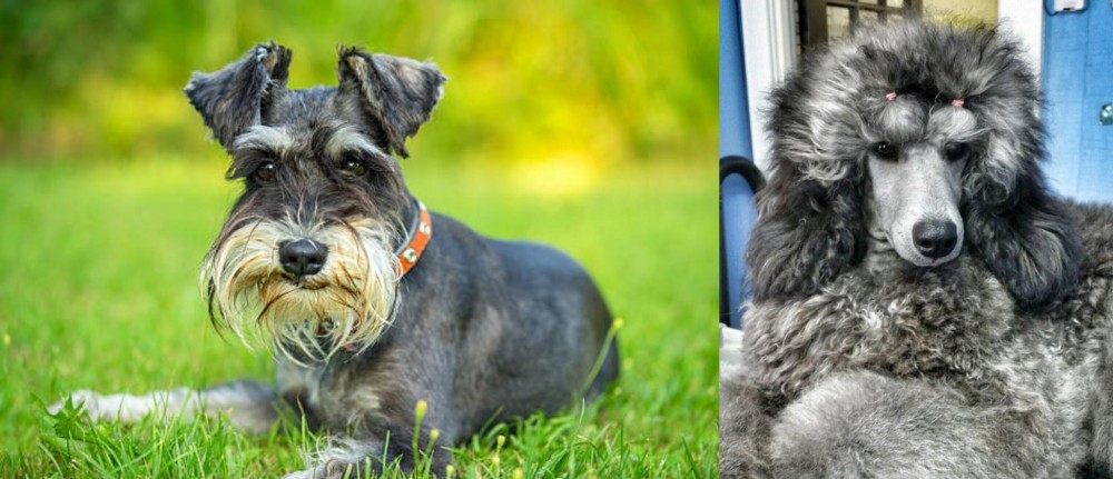 Standard Poodle vs Schnauzer - Breed Comparison