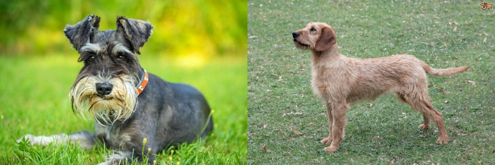 Styrian Coarse Haired Hound vs Schnauzer - Breed Comparison