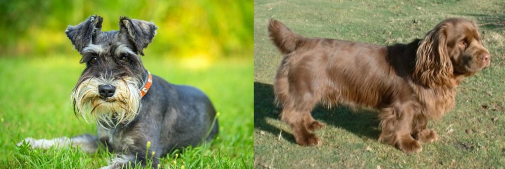 Sussex Spaniel vs Schnauzer - Breed Comparison