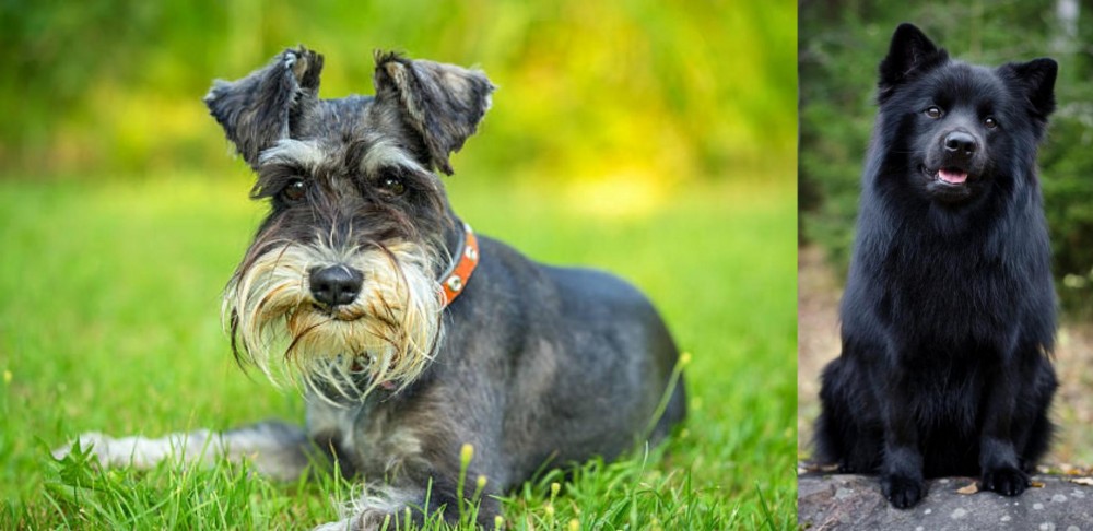 Swedish Lapphund vs Schnauzer - Breed Comparison