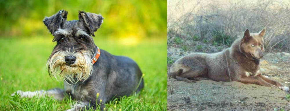 Tahltan Bear Dog vs Schnauzer - Breed Comparison