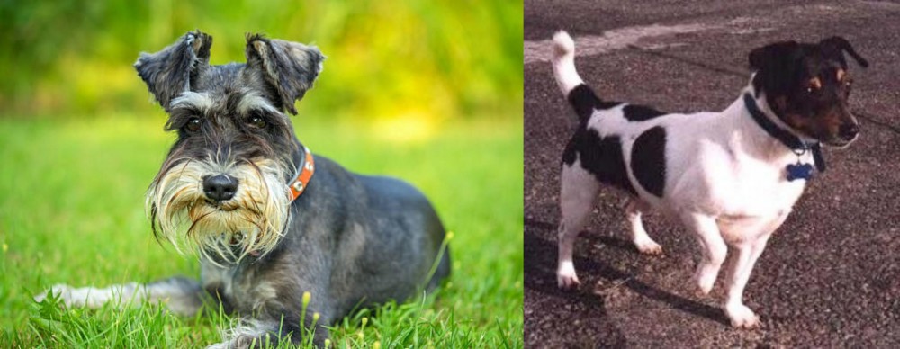 Teddy Roosevelt Terrier vs Schnauzer - Breed Comparison
