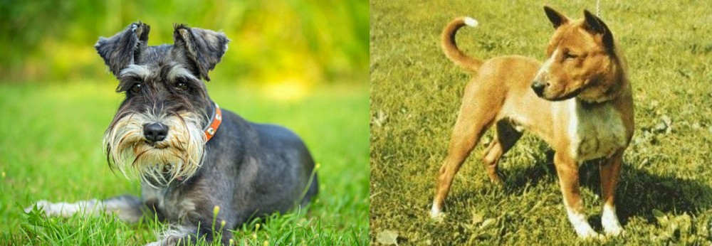 Telomian vs Schnauzer - Breed Comparison