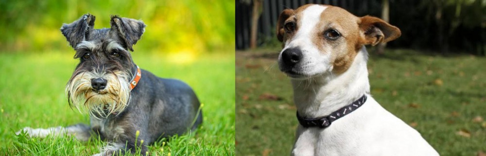 Tenterfield Terrier vs Schnauzer - Breed Comparison
