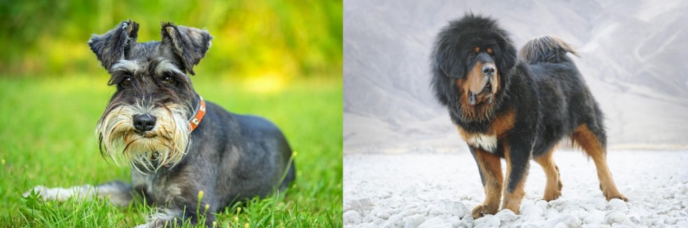 Tibetan Mastiff vs Schnauzer - Breed Comparison