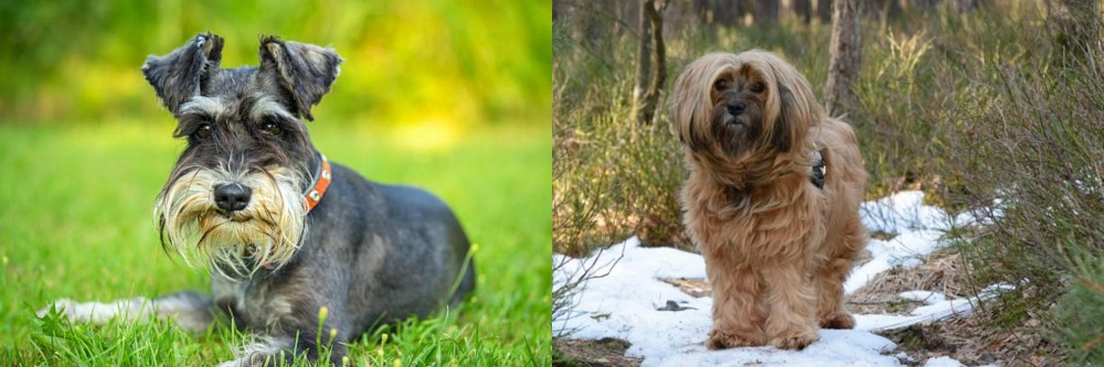 Tibetan Terrier vs Schnauzer - Breed Comparison